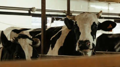 Cegah Penyebaran Penyakit Mulut dan Kuku pada Ternak, Pemkab Bantul Tutup Pasar Hewan