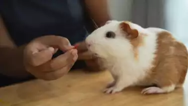 Ilustrasi kasih makan ke hewan hamster saat dipelihara di rumah