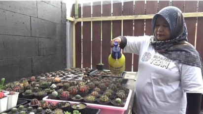 Sukses Budidaya Kaktus Hias, Warga Jombang Raup Puluhan Juta Rupiah Setiap Bulannya