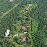 Pengamat: Ilustrasi Mentan Soal Kekuatan CPO Bukan Bandingkan Selat Hormuz