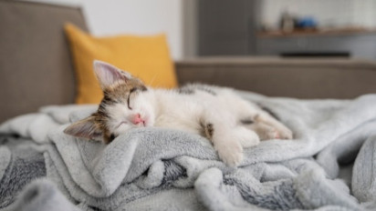 Pelihara Kucing di Rumah, Cek Sajadah Sebelum Shalat Kata Buya Yahya Bisa Jadi Najis dan Batal Ibadahnya Loh