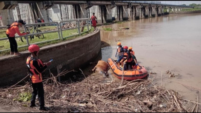 Bangkai Sapi Menumpuk di Pintu Air Bendung Gerak, Positif Terjangkit PMK