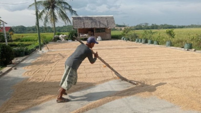Harga Gabah di Banten Turun, Kadis Pertanian Desak Bulog Bergerak Cepat Lakukan Penyerapan Sesuai HPP