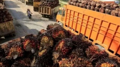 Guru Besar IPB Dukung Prabowo Perluas Kebun Sawit di Hutan Rusak: Tambah Produktivitas Lahan