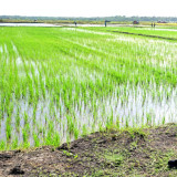 Soal Prabowo Bohongi Publik Terkait Swasembada Pangan, Pengamat: Feri Amsari Mafia Pangan Indonesia?