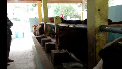 Penyebaran Wabah Lebih Luas, DKPP Jabar Siapkan Puluhan Ribu Dosis Vaksin PMK Bagi Hewan Ternak