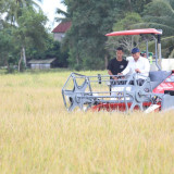 Harga Gabah di Sumsel Terendah, Presiden Perintah Bulog Terima Rp6.500 Mulai 15 Januari