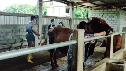 Penyakit Mulut dan Kuku di Nganjuk Mengkhawatirkan, 364 Ekor Sapi di 14 Kecamatan Positif PMK