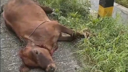 Viral, Seekor Bangkai Sapi Dibuang Warga di Tepi Jalan, Diduga Terkena Virus PMK
