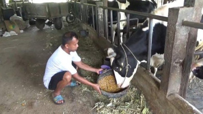 Peternak Sapi di Jombang Gunakan Obat Herbal untuk Cegah PMK