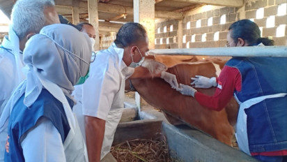 Temukan 342 Kasus PMK di Gresik, BPBD Masifkan Penyemprotan Disinfektan di Kandang Sapi