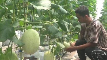 Petani Milenial Jombang Sukses Budidaya Melon di Greenhouse, Sekali Panen Bisa Untung Puluhan Juta Rupiah