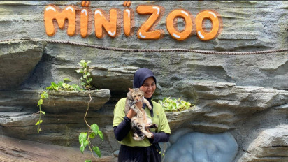 Viral Piuw, Kucing di Jember yang Pintar Atraksi