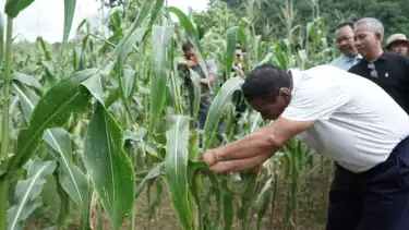 Menteri Pertanian (Mentan) Andi Amran Sulaiman di sela kunjungan kerjanya di Sulawesi Selatan secara khusus membeli jagung petani seluas 1 hektar.