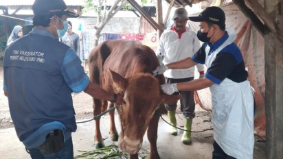 Ratusan Ternak di Gresik Terjangkit PMK, Dispertan Kebut Vaksinasi Target 2115 Ekor Sapi