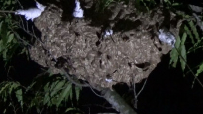 Meresahkan, Damkar Bangkalan, Madura, Evakuasi Sarang Tawon Vespa Berukuran Besar