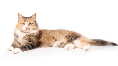 Tolong Mulai Sekarang Jangan Pelihara Kucing Meski Bulu-bulunya Bagus, Tingkahnya Lucu dan Menggemaskan, Ustaz Khalid Basalamah Bilang itu karena...