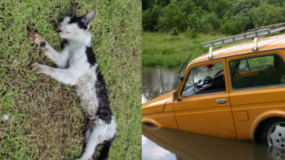 Tak Sengaja Menabrak Kucing Sampai Mati, Memangnya Benar Bakal Kena Sial? Buya Yahya Bilang: Nabrak Orang Malah Lari, Nabrak Kucing...