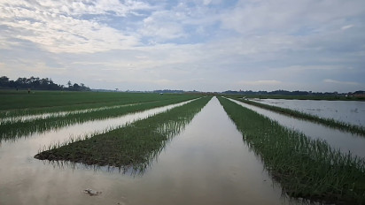 Banjir di Brebes Rendamkan Ratusan Hektar Tanaman Bawang Merah, Kerugian Mencapai Rp 20 Miliar