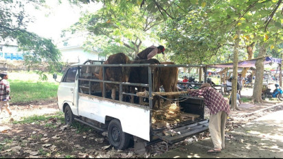 Merebaknya Kasus PMK di Jember, Pasar Hewan Sepi Pengunjung