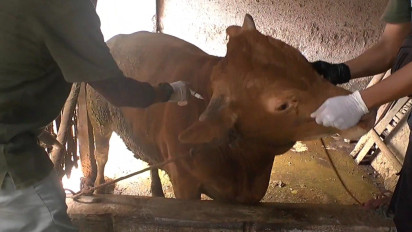 DPKP: Sebanyak 30.185 Ternak di Babel Berisiko Tertular PMK