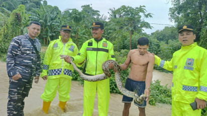 Viral, 2 Ular Piton Sepanjang 3 Meter Muncul saat Banjir di Bangkalan