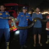 Menakutkan, Ular Piton Sepanjang 3 Meter Teror Mess Pemain Gresik United