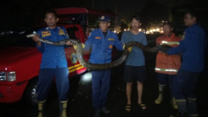 Menakutkan, Ular Piton Sepanjang 3 Meter Teror Mess Pemain Gresik United