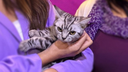 Pria yang Tembak Mati Kucing dengan Senapan di Kelapa Gading Terancam Dipenjara 2 Tahun 8 Bulan