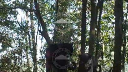 Penampakan 2 Ekor Macan Tutul Jawa Terekam Kamera di Kawasan Gunung Bromo