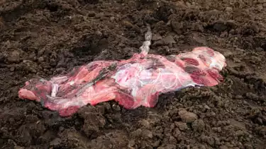 Ilustrasi proses kubur ari-ari bayi