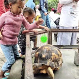 Libur Imlek dan Isra Miraj, Kunjungan Wisatawan di Kebun Binatang Gembira Loka Zoo Yogyakarta Naik 2 Kali Lipat