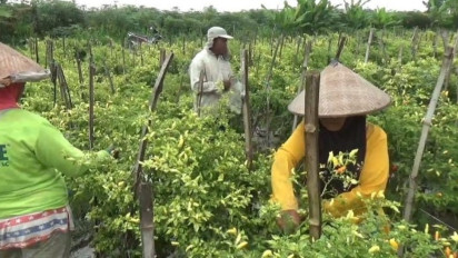 Curah Hujan Tinggi, Petani Cabai di Jombang Terancam Gagal Panen