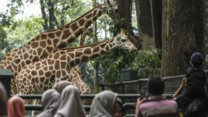 Hampir 150 Ribu Wisatawan Kunjungi Ragunan Selama Liburan Isra Mikraj-Imlek