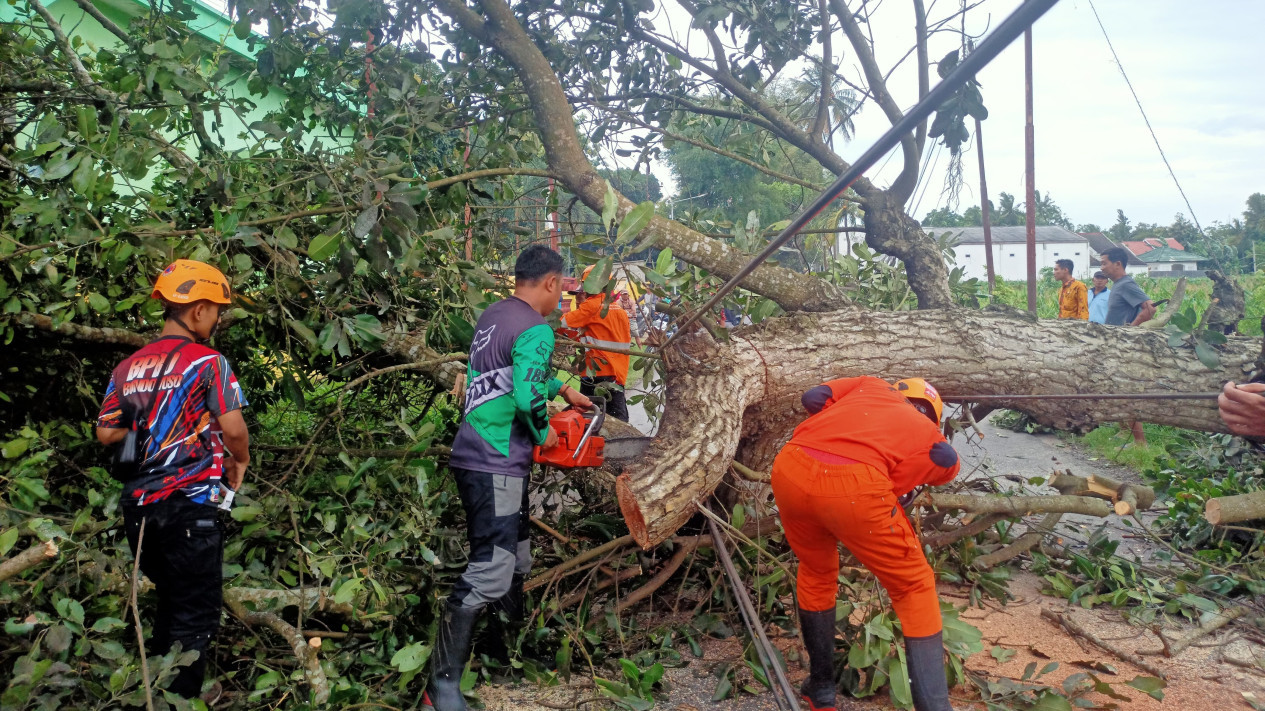 Pohon Tumbang di Bondowoso Timpa dan Lukai Lima Pengguna Jalan
            - galeri foto