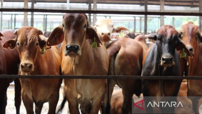 Bangka Belitung Perketat Pemasukan Ternak Luar Jelang Ramadhan