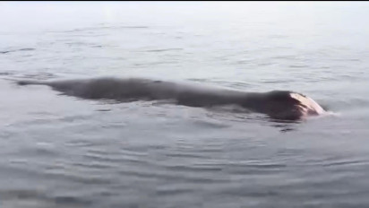 Ikan Paus Raksasa Terdampar di Pulau Karampuang Gegerkan Warga