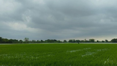 Sebanyak 717 Hektar Tanaman Padi di Kudus Terendam Banjir