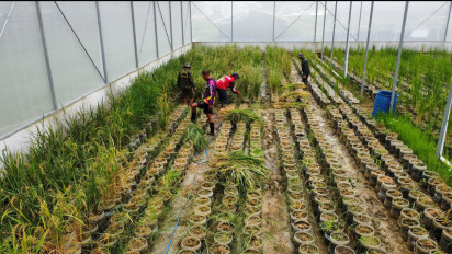 Manfaatkan Limbah Galon Plastik untuk Tanam Padi, Satgas Pandu Kodim 0812 Lamongan Panen Perdana