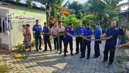 Ular Sanca Kembang 5 Meter Diamankan Tim BPBD dan Damkar Karimun saat Memangsa Kucing