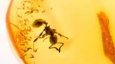 Ilustrasi seekor hewan mengalami musibah saat tenggelam