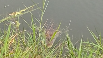 Warga Resah Teror Buaya Masuk di Kolam Tambak 