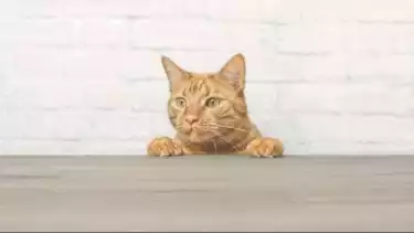 Ilustrasi kucing diam-diam berkeliaran di dalam rumah