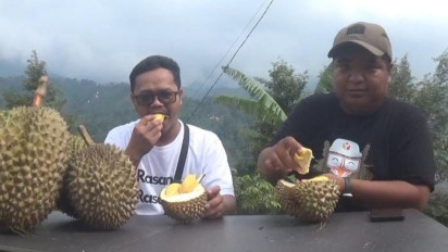 Menikmati Sesasi Durian Musang King Langsung dari Pohonnya di Lereng Gunung Anjasmoro Jombang