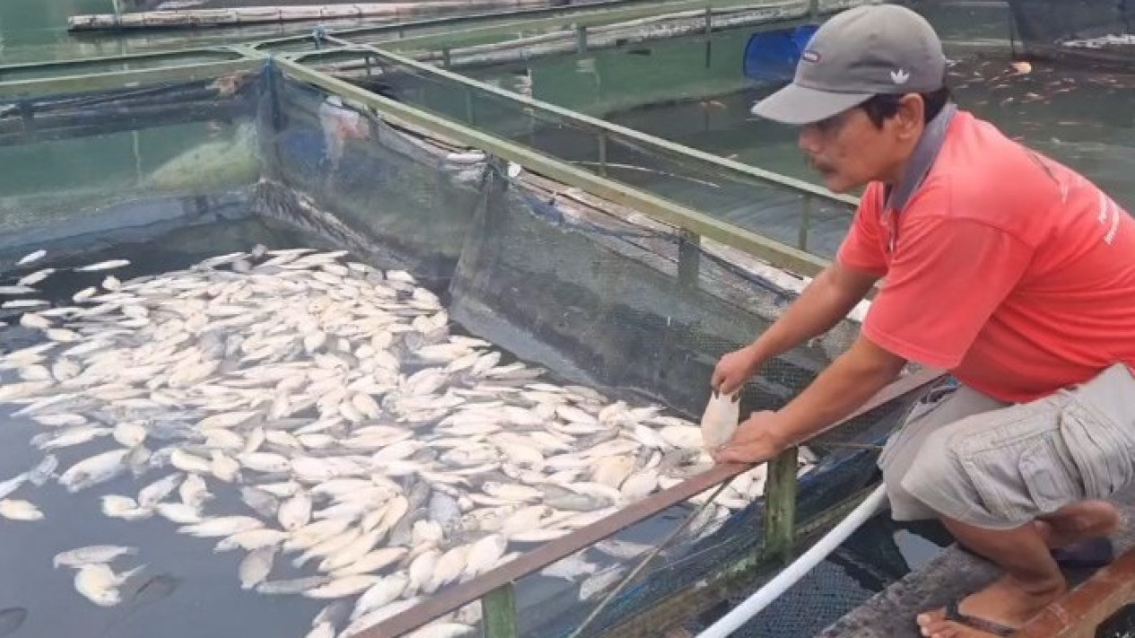 Cuaca Ekstrem, Ribuan Ikan di Telaga Ngebel Mati
            - galeri foto