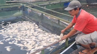 Cuaca Ekstrem, Ribuan Ikan di Telaga Ngebel Mati