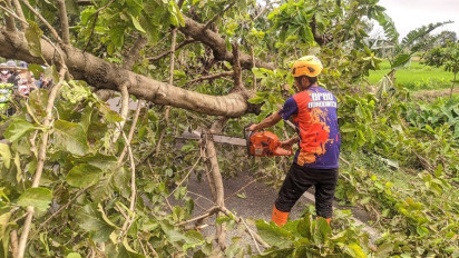 Melintas, Pemotor Satu Keluarga di Bondowoso Tertimpa Pohon dan Dilarikan ke Rumah Sakit