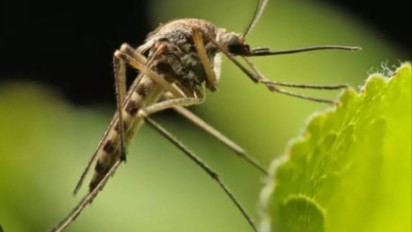 Puluhan Warga Banyuwangi Terjangkit Chikungunya, Dinkes Tetapkan KLB Lokal