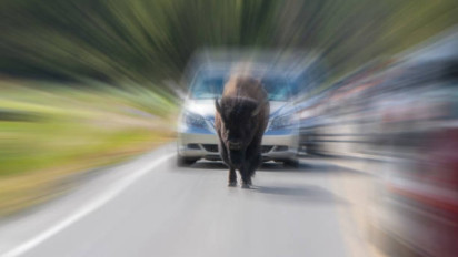 Bacaan Doa Berlindung dari Hewan yang Galak, Tulisan Arab, Latin, dan Artinya