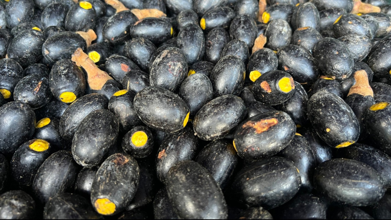 Bea Cukai Kawal Ekspor Puluhan Ton Buah Dabai Khas Kalimantan ke Malaysia
            - galeri foto